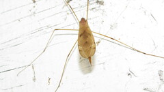 Platytipula