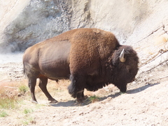 Bison bison