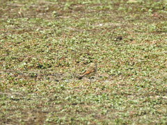 Hymenops perspicillatus