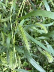 Setaria faberi