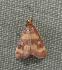 Pyrausta tyralis