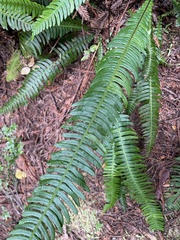 Polystichum