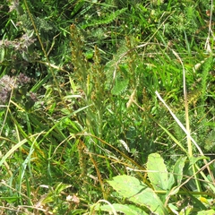 Omalotheca sylvatica