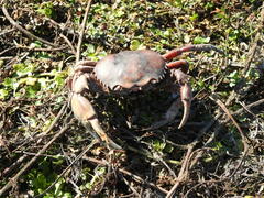 Zilchiopsis collastinensis