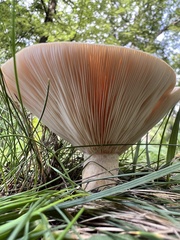 Lactarius psammicola