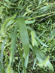 Setaria faberi
