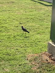 Vanellus chilensis