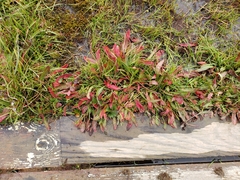 Rumex arcticus