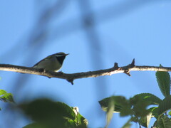 Vermivora chrysoptera