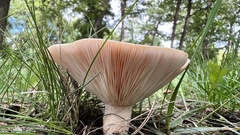 Lactarius psammicola