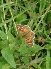 Phyciodes pallescens