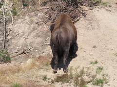 Bison bison