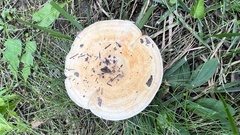 Lactarius psammicola