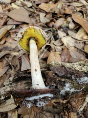 Boletellus ananas image