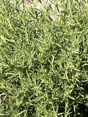 Dittrichia graveolens