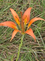 Lilium catesbaei
