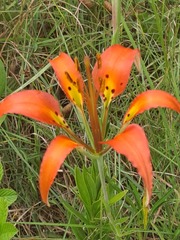 Lilium catesbaei