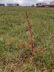 Rumex arcticus