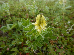 Astragalus umbellatus