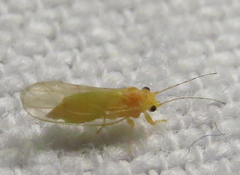 Cacopsylla annulata