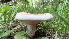 Lactarius psammicola