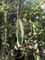 Acanthocereus tetragonus