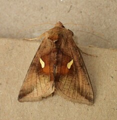 Autographa metallica