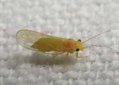 Cacopsylla annulata