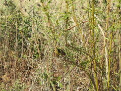 Agelasticus cyanopus