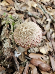 Boletellus ananas image