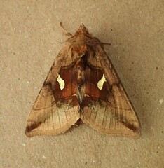 Autographa metallica