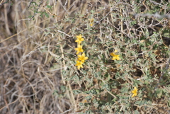 Mentzelia oligosperma