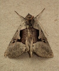 Autographa ampla