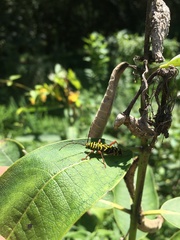 Megacyllene robiniae