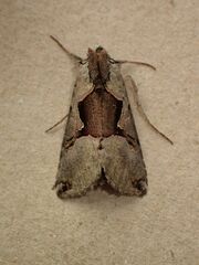Autographa ampla