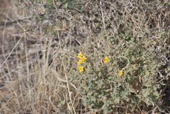 Mentzelia oligosperma