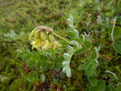 Astragalus umbellatus