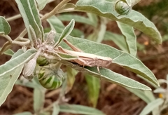 Chorthippus dichrous