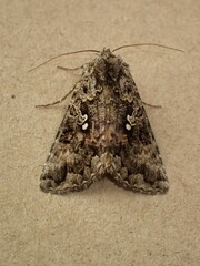 Syngrapha octoscripta