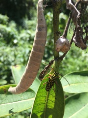 Megacyllene robiniae