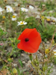 Papaver rhoeas