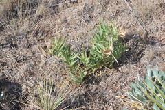 Asclepias asperula