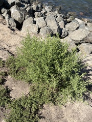 Dittrichia graveolens