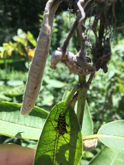 Megacyllene robiniae