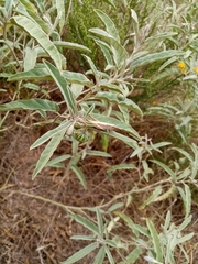 Chorthippus dichrous