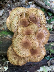 Pholiota squarrosoides