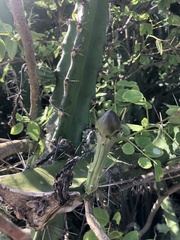 Acanthocereus tetragonus