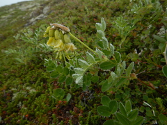 Astragalus umbellatus