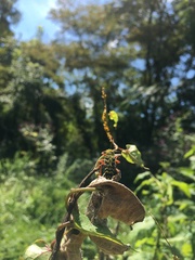 Megacyllene robiniae