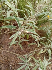 Chorthippus dichrous